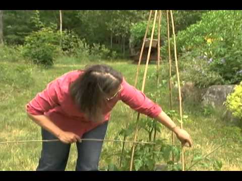 Making A Bamboo Tomato Plant Cage Youtube