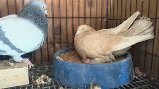 Domination: Roller Pigeon Hatchlings &amp; New Pairs 2026