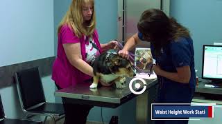 Take a Tour of Johnson Ranch Animal Clinic