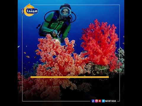 تدشين مواقع غوص جديدة لحماية الشعاب المرجانية بالبحر الأحمر