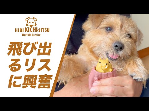 飛び出るリスに大興奮！の愛犬キチ 【ノーフォークテリア norfolkterrier 】