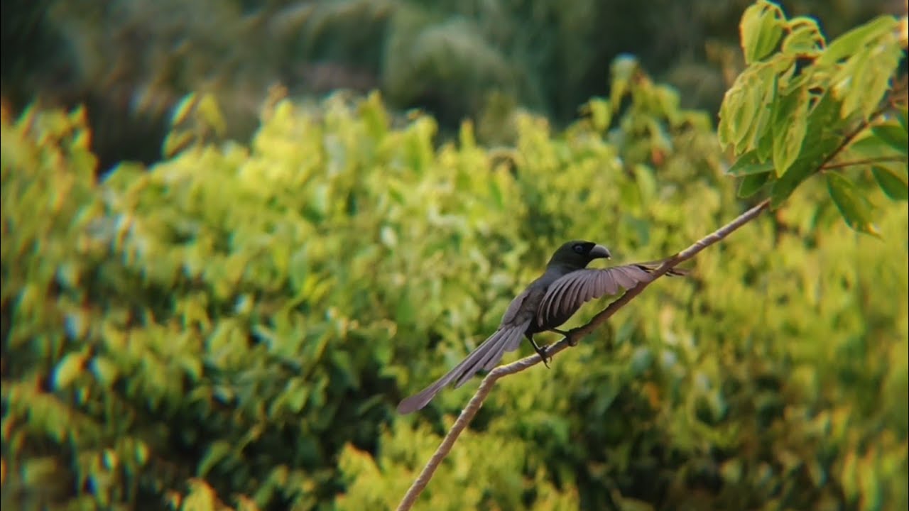 Niatnya mikat burcil! Malah yang nempel burung murai hitam