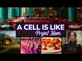 Creative Cell Analogies for Engaging Science Projects