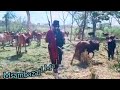 MAYIKUSAI AKICHUNGA NG OMBE VIDEO OFFICER 