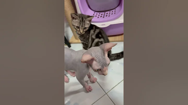 Video 6797561: cat tiger sphynx kitten, baby cat tiger sphynx, haired kitten, kitten miss