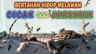 Di luar dugaan Jangkrik, Cicak vs Biawak || Biawak takut sama makanannya sendiri
