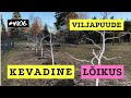 Viljapuude kevadine likus 2021 vlog  roheline maja