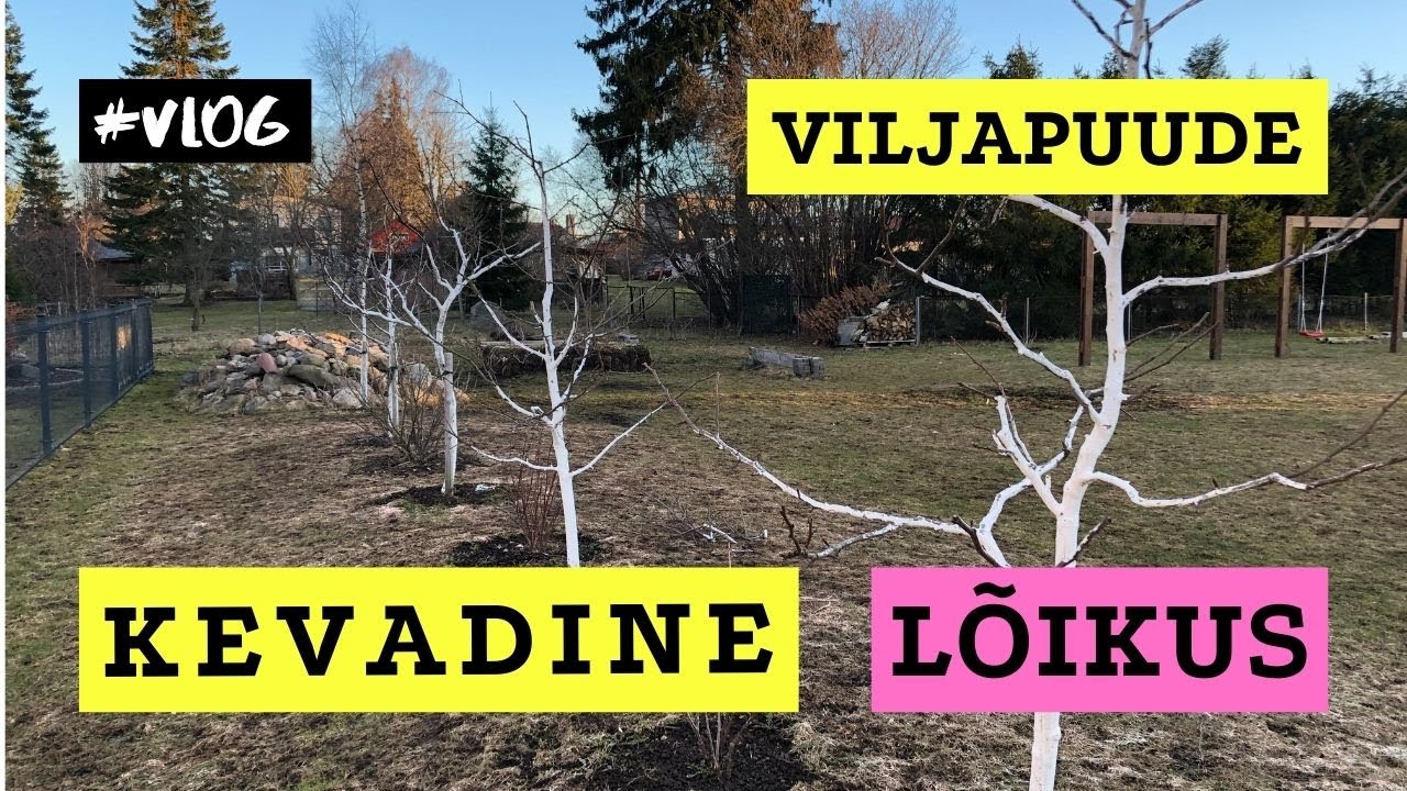 Viljapuude kevadine lõikus 2021| vlog | Roheline maja