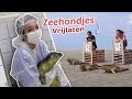 1 DAG ALS ZEEHONDEN VERZORGER | OnneDi