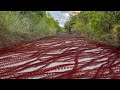 Christmas Island Red Crab Invasion 2019