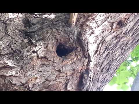 Видео: Как живеят пчелите