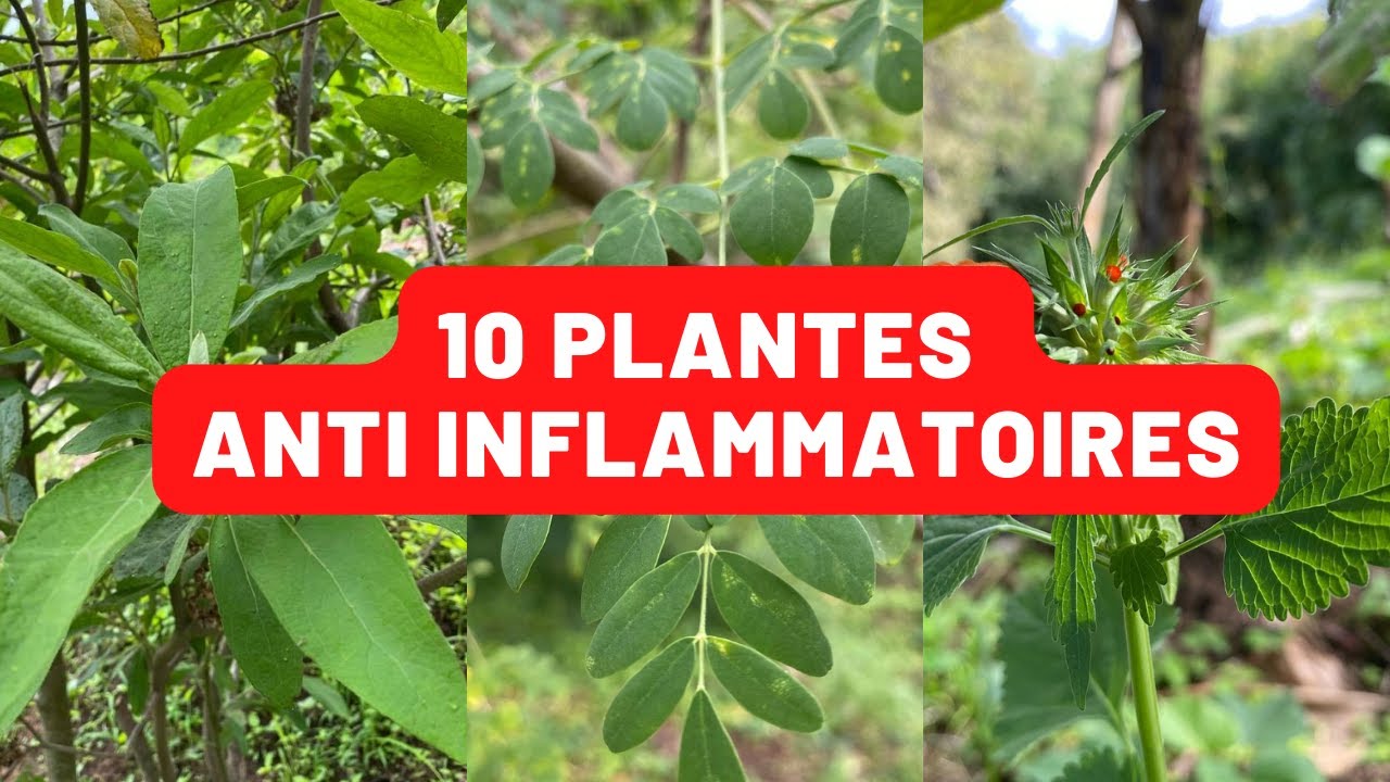 10 plantes anti inflammatoire à avoir chez soi ! - YouTube