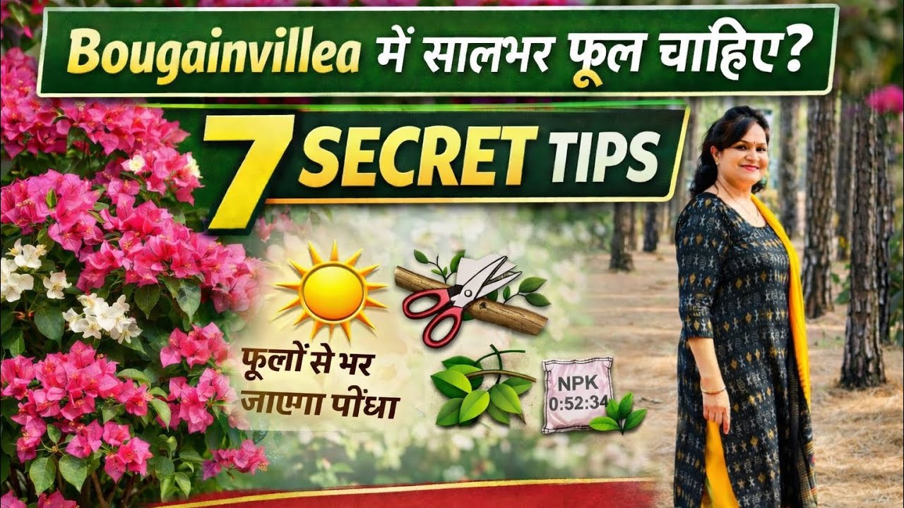 Bougainvillea में सालभर फूल चाहिए? Bougainvillea की सही कटिंग, खाद और देखभाल।Secret Tips जानिए!