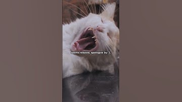 HOW to APOLOGIZE to Your Cat #shorts #cat #cats #pet #pets