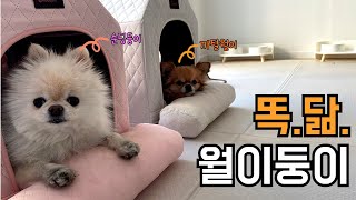 성격 다른 똑닮 월이둥이, 쌍둥이세요? (Are you twins with different characters?)