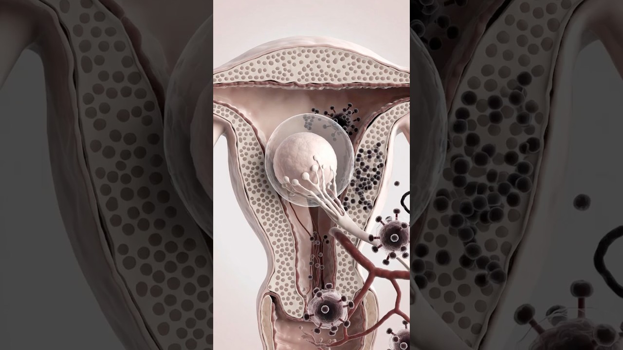 How Conception Really Works in Your Body #fertilization #science #shorts