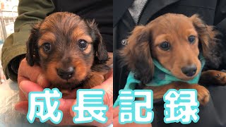 生後35日～109日ダックスフンド子犬の成長記録！【ミニチュアダックスフンド　もく】