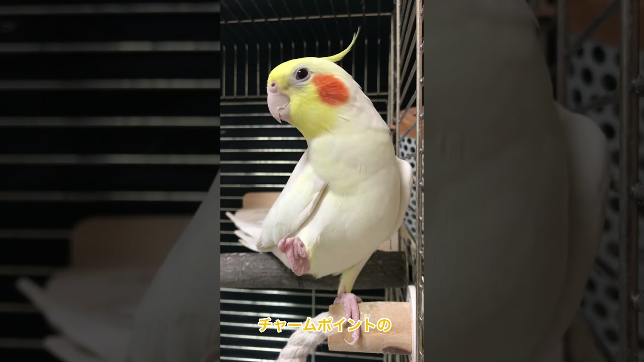 はい、かわいい〜
