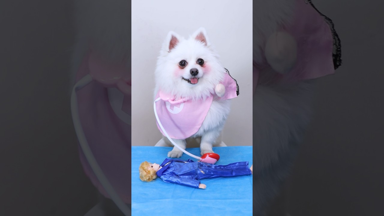 When you meet a dog doctor #funny #nico #smartnico #dog #pets