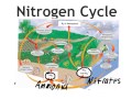 Understanding the Nitrogen Cycle