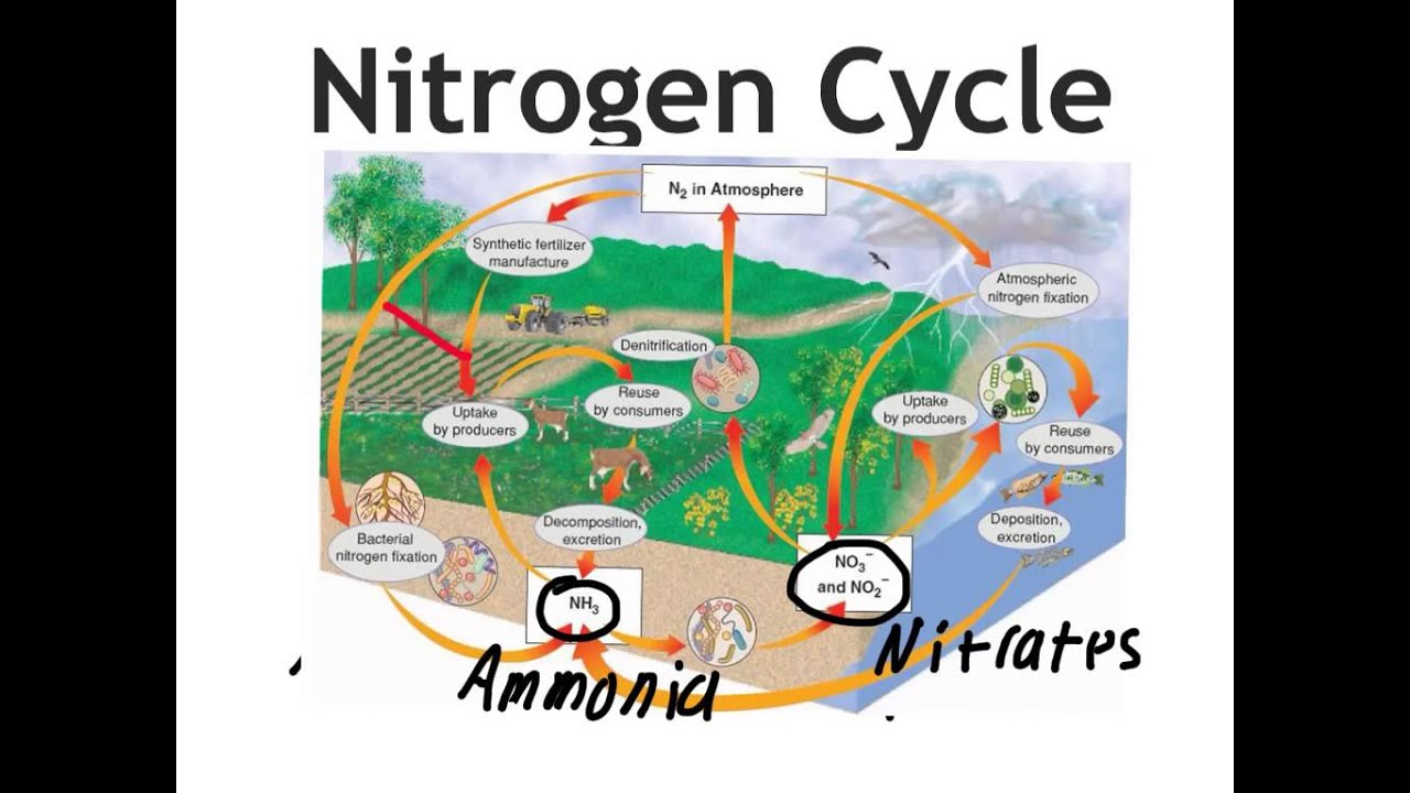 Nitrogen Cycle - YouTube