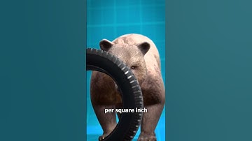 Grizzly Bear Jaw Strength 😨