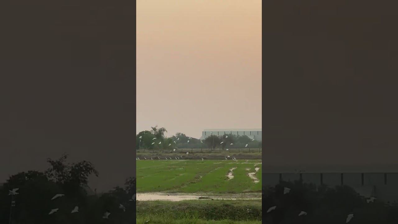 Great Egret eat fish 