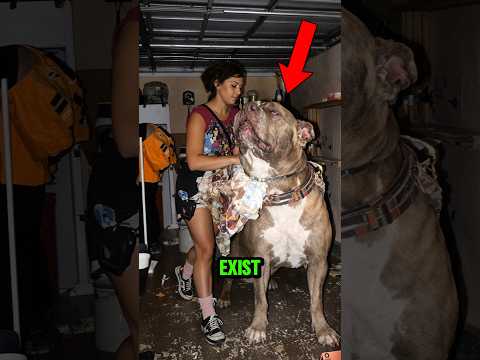 Top 5 Real Animals That Look Like Video Game Bosses 😱  #animalfacts  #animals  #wildlife