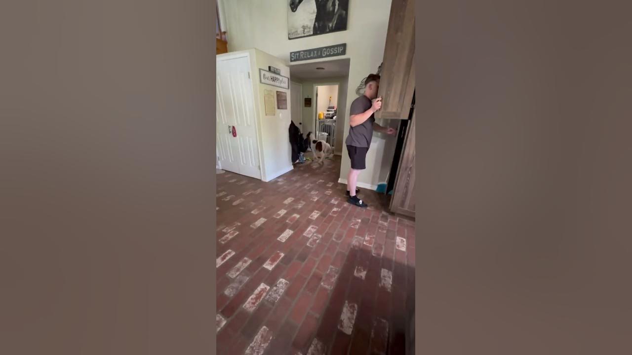 Tiny horse zoomies YouTube