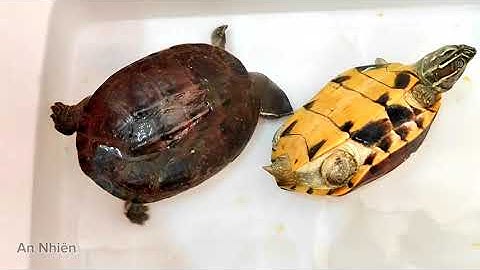 Cho 2 con rùa ba gờ ăn thịt ốc - Xem cho vui vẻ