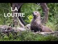 La loutre documentaire