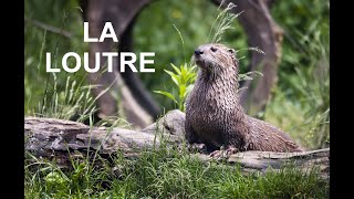 La loutre (documentaire)