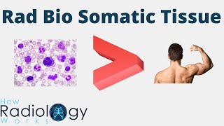 Radiation Biology for Somatic Tissue (organ tissue response radiosensitivity)