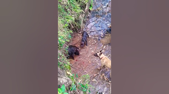 anjing pemburu babi hutan