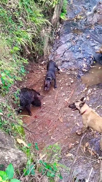 anjing pemburu babi hutan