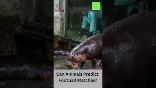 Animals Predict the World Cup! #viralvideo #trendingshorts