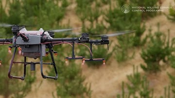 Drone vs Wilding pines