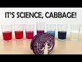 EXPERIMENT DIY PH Indicator From Red Cabbage What The Hack 22 