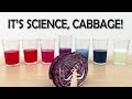 Experiment diy ph indicator from red cabbage  what the hack 22