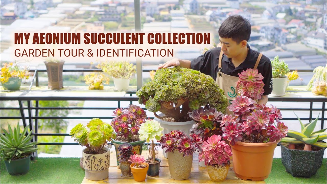 My Aeonium Collection after 9 Years of Colleting | Garden Tour Ep12