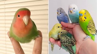 Smart And Funny Parrots Parrot Talking Videos Compilation (2023) - Cute Birds #23