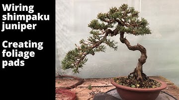 Bonsai shimpaku juniper wiring, shaping and creating foliage pads.