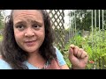 Potager Update Part 3 - Tomato Towers-Pots-Shade, Citrus Trees, Noodle Beans, Bitter Melon & Basils