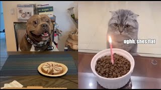 The Difference Between A Dog And A Cat