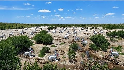 Florida Released HUNDREDS of Robotic Rabbits To Kill Pythons, But No One Could