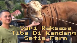 Super Premium❗ Mas Hernawan Jemput Sapi Monster Amunisi Baru Kandang Setia Farm