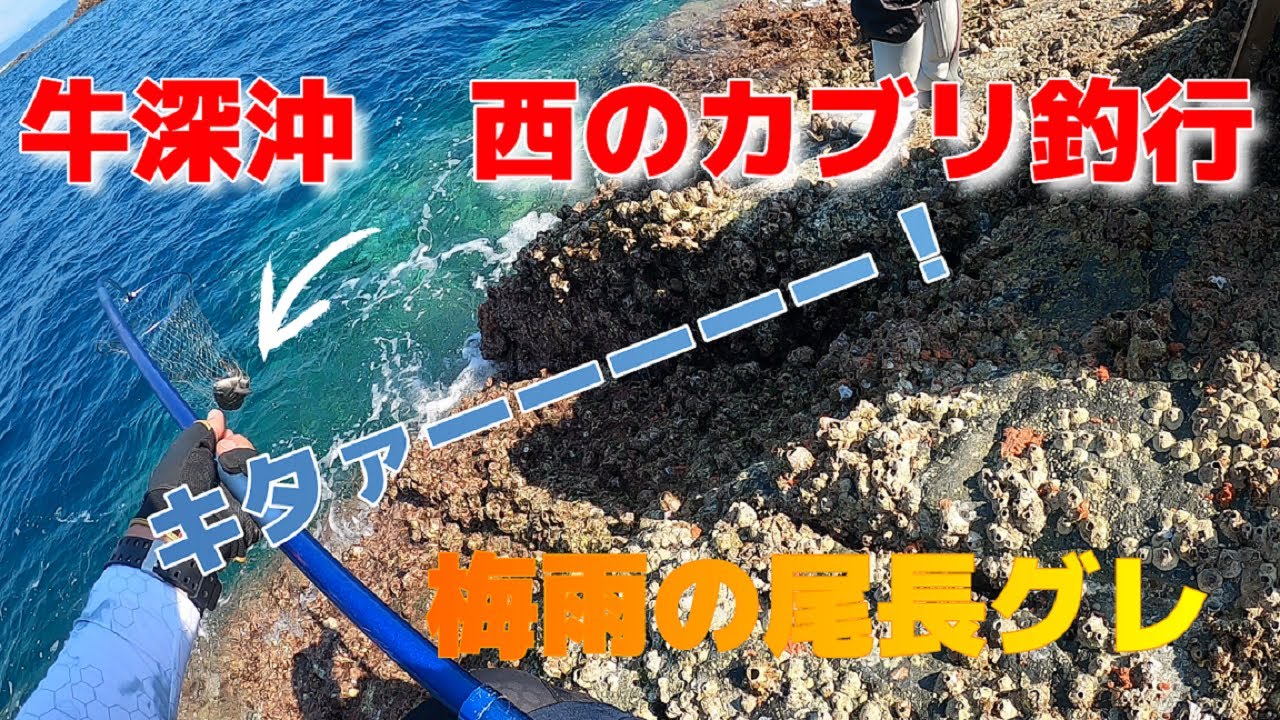 【カブリで爆釣】梅雨尾長グレを求めて牛深沖へ釣行。大物がウヨウヨいる西のカブリで大バトル！