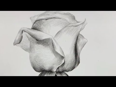 Cách Vẽ Hoa Hồng Bằng Bút Chì Cực Đẹp | Họa Sĩ TikTok. | | Bao quát các nội dung liên quan đến cách vẽ hoa hồng đơn giản bằng bút chì mới cập nhật