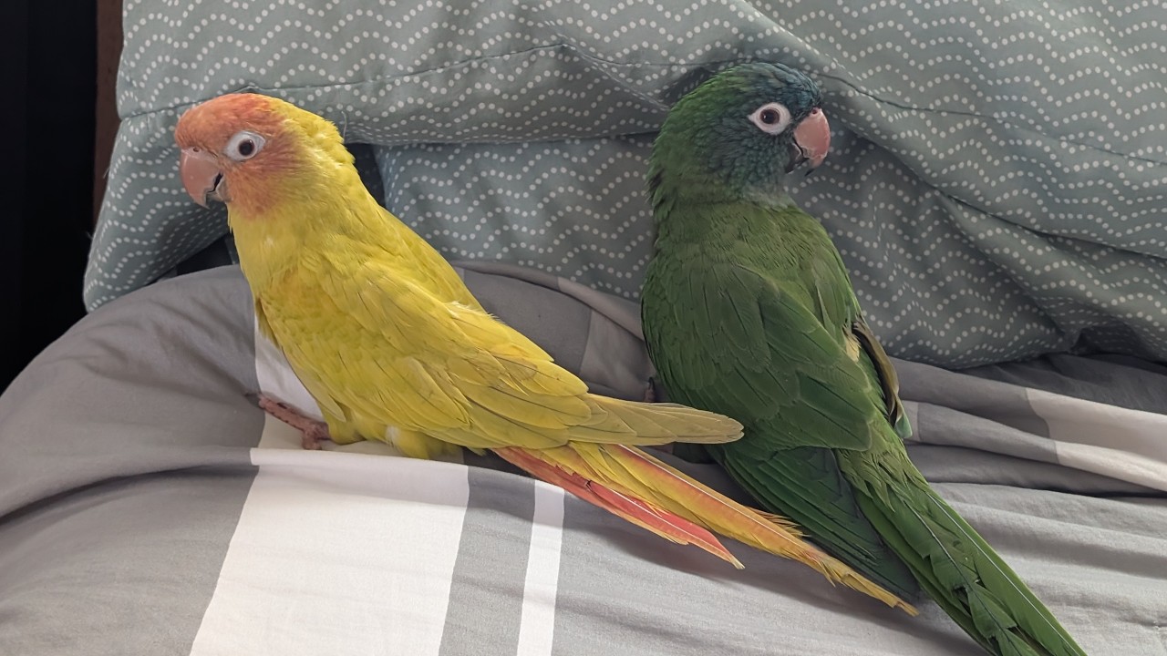 2026 Mango and Kiwi Blue crown conures