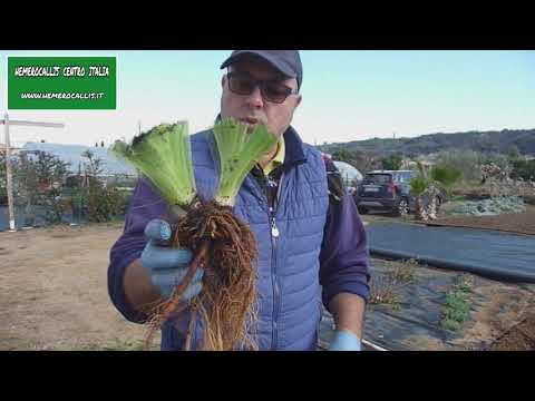 Video: Come Prendersi Cura Di Un Daylily?